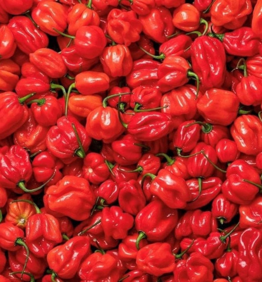 habanero red shirts
