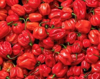 Semillas de chile habanero rojo / Heirloom / Picante