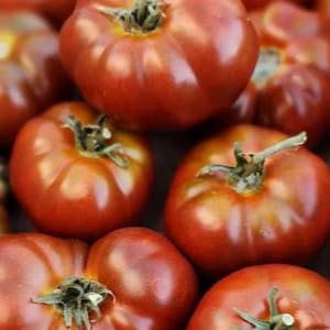 Dwarf Sleeping Lady Tomato Seeds