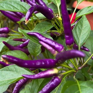 Buena Mulata Pepper Seeds | Hot |  Heirloom | Organic