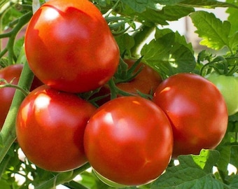 Marion Tomato Seeds | Heirloom