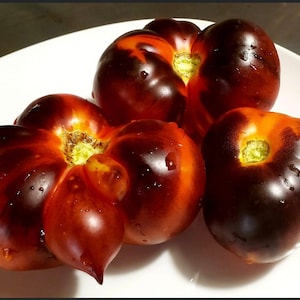 Indigo-Apfel-Tomatensamen | Bio
