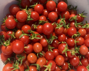 Mexico Midget Tomato Seeds | Heirloom