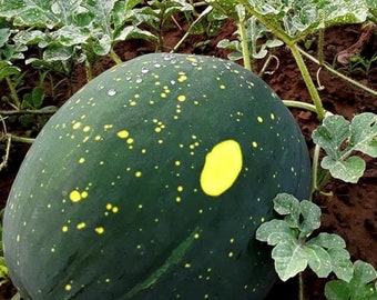 Moon & Stars (Yellow Flesh) Watermelon Seeds | Heirloom