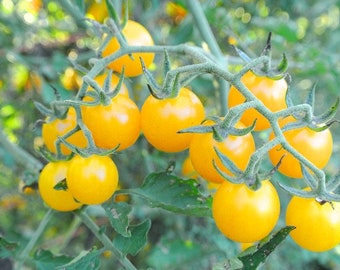 Gelbe Johannisbeere Tomatensamen | Erbstück | Bio