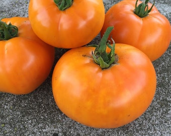Nebraska Wedding Tomato Seeds | Heirloom