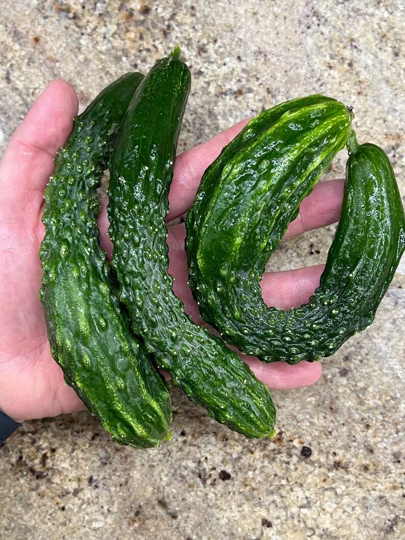 OneStopSeedShopLLC Suyo Long Cucumber Seeds - Thumbnail 4