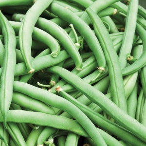 Graines améliorées de haricot nain Tendergreen | Héritage