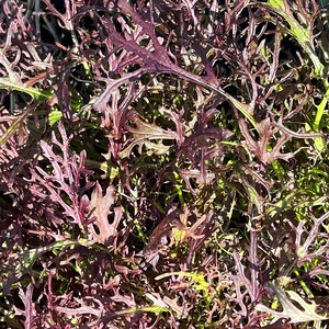 Semillas de Mizuna Red Streaks / Orgánicas