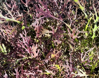 Semillas de Mizuna Red Streaks / Orgánicas