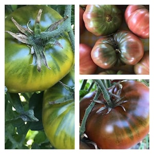 Cherokee Tomato Collection | Seeds