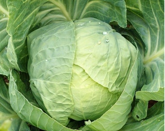 Early Round Dutch Cabbage Seeds |  Heirloom