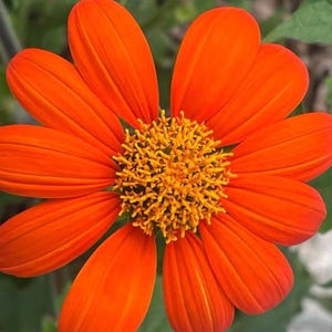 Mexican Sunflower Seeds