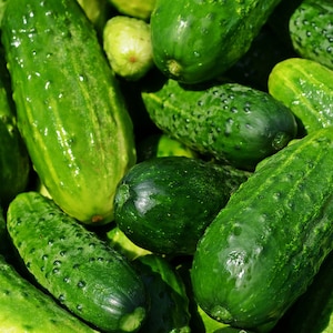 Boston Pickling Cucumber Seeds | Heirloom | Organic