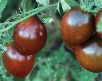 Black Prince Tomato Seeds | Heirloom | Organic