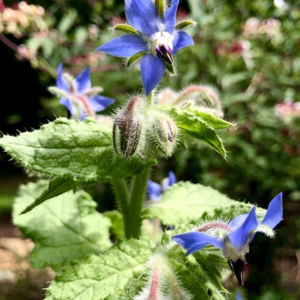 Borage Seeds | Heirloom | Organic