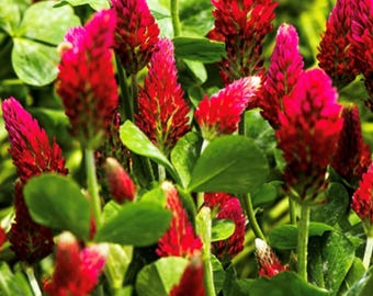May include: A close-up of a patch of red clover in bloom. The flowers are a vibrant red and are clustered together in groups. The leaves are green and are visible in the background.