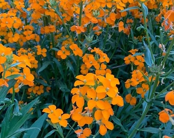 May include: A close-up of a cluster of bright orange flowers blooming in a garden. The flowers are in full bloom and have a delicate, ruffled appearance. The background is a blur of green leaves.