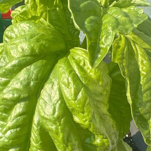 Puede incluir: Primer plano de una planta de albahaca verde con hojas grandes y texturizadas. La planta está en una maceta y tiene varios brotes nuevos que crecen en la parte superior.