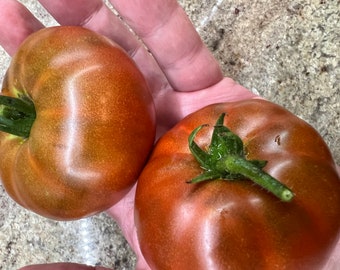 Tasmanian Chocolate Tomato Seeds
