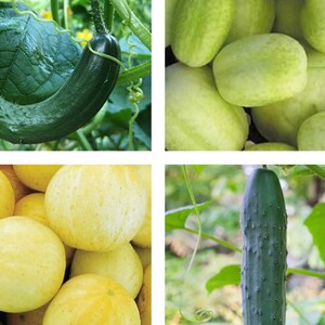 Cucumber Mix | Seeds | Heirloom