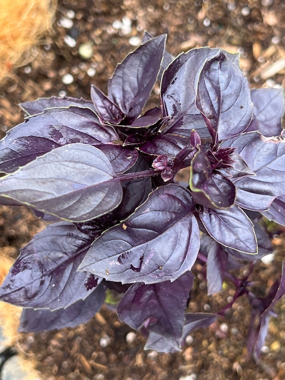 Semi Di Basilico Viola Purple Opal - 2g, Per Cucina E Giardino Ornamentale - Foto 9
