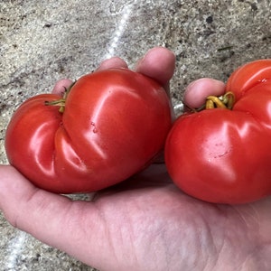 New Big Dwarf Tomato Seeds | Heirloom