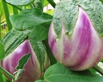 Rosa Bianca Eggplant Seeds | Heirloom
