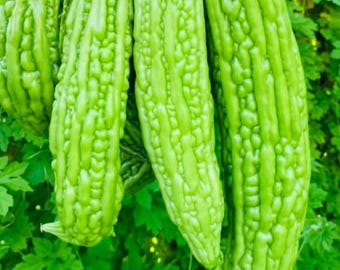 Semillas de melón amargo de piel verde
