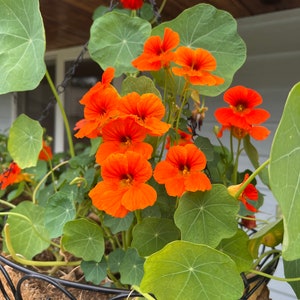 Empress of India Nasturtium Seeds