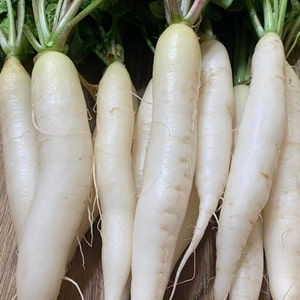 White Icicle Radish Seeds | Heirloom