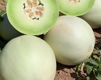 Green Flesh Honeydew Melon | Heirloom