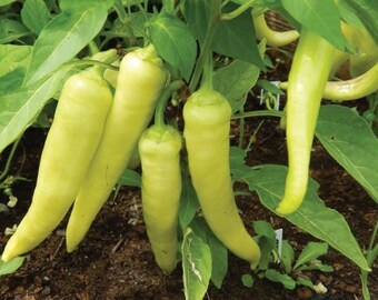 Banana Pepper Seeds | Heirloom | Organic