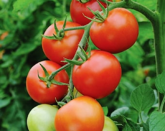 Moneymaker Tomato Seeds | Heirloom