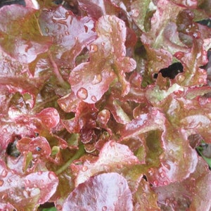 Red Salad Bowl Leaf Lettuce Seeds | Heirloom