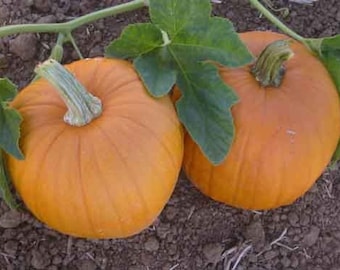 Sugar Pie Pumpkin Seeds | Heirloom