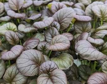 Semillas de mostaza Tatsoi roja