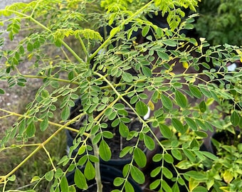 Moringa-zaden