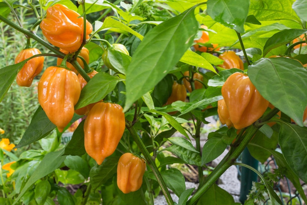 BUSTINA CON SEMI DI PEPERONE HABANERO ARANCIO PICCANTISSIMO
