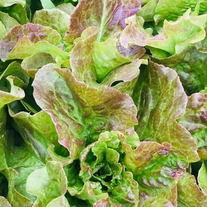 Bronze Mignonette Butterhead Lettuce Seeds | Heirloom | Organic
