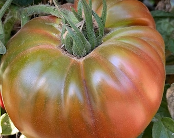 Black Pineapple Tomato Seeds | Organc
