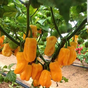 Sweet Yellow Habanero Pepper Seeds
