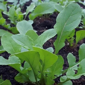 Rocket Arugula Seeds (Aka Roquette) | Heirloom