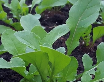 Rucola Samen (Aka Roquette) | Erbstück