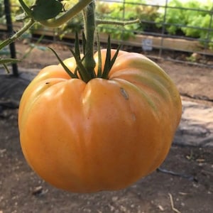 アマナオレンジトマト種子 | 伝統品種 | オーガニック