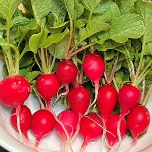 Early Scarlet Globe Radish Seeds | Heirloom