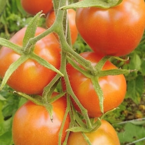 Quadro Paste Tomato Seeds