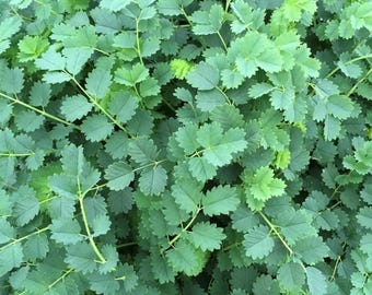 Salad Burnet Seeds | Herb