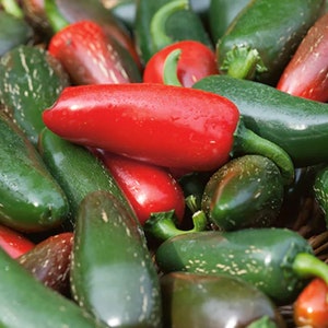 Early Jalapeno Pepper Seeds | Hot