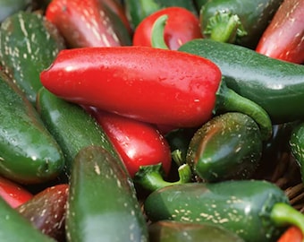 Early Jalapeno Pepper Seeds | Hot